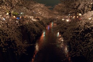 目黒川の夜桜を屋台・レストランで楽しむ！ライトアップはある？